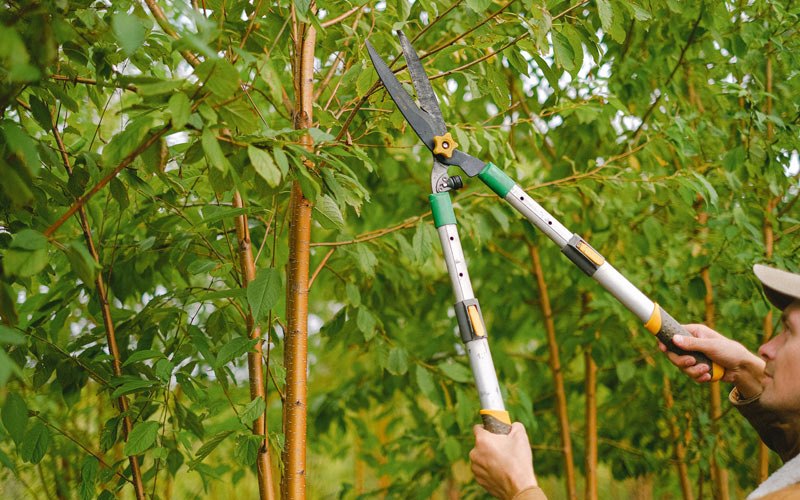 Tree trimming in Weston, WY